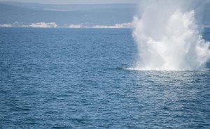 Болгария решила купить семь минных тральщиков для Черного моря