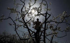 В Китае создали первую в мире ИИ-систему защиты растений от патогенов